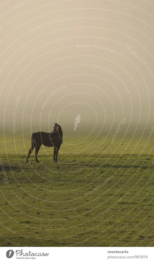 There's a horse standing there.... Environment Nature Plant Earth Sunlight Autumn Weather Beautiful weather Fog Grass Meadow Field Animal Horse 1 Observe