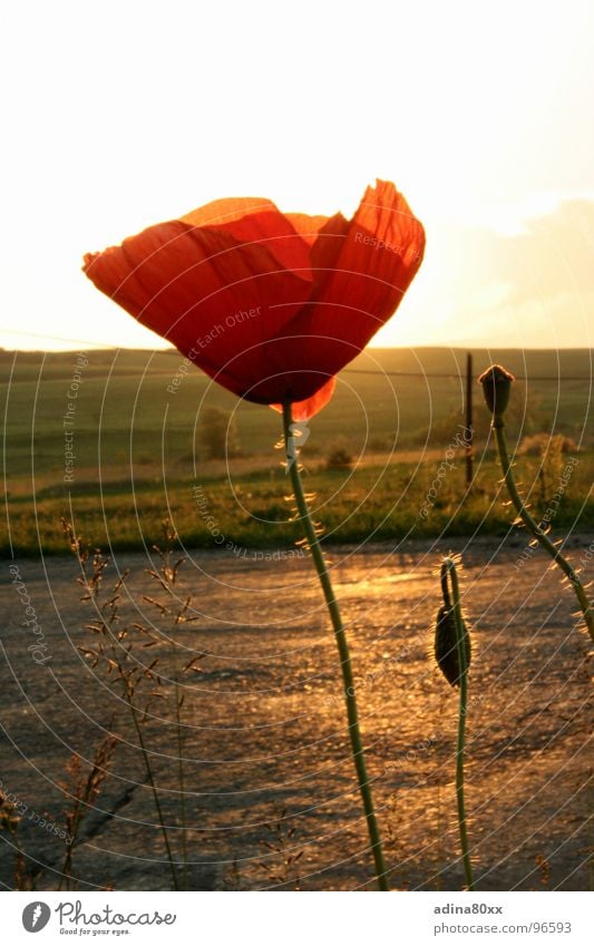 poppy Poppy Red Delicate Summer Evening sun Sunset Moody Meadow Exterior shot Bud Lanes & trails Freedom Beautiful