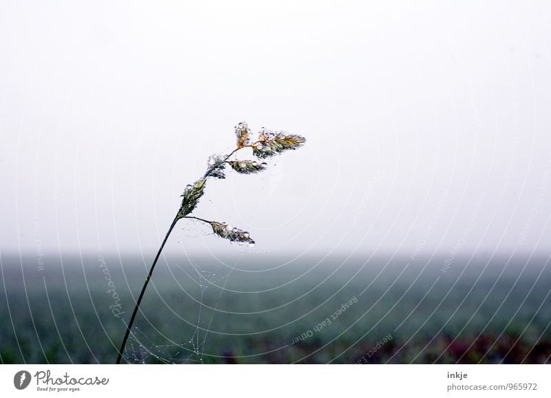early in the morning on the fields II Environment Nature Landscape Plant Air Drops of water Winter Climate Bad weather Fog Grass Blade of grass Meadow Field Dew