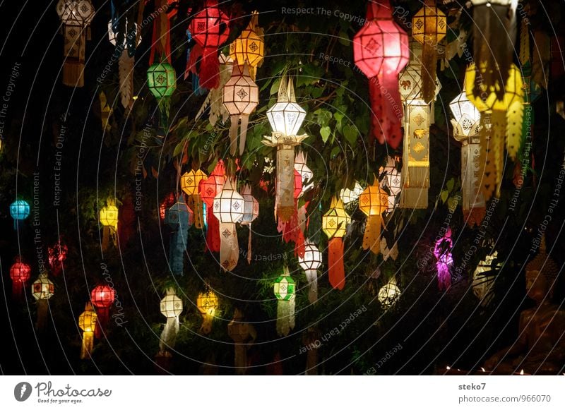 festival of lights Tree Lampion Esthetic Exotic Warmth Multicoloured Yellow Red Religion and faith Tradition Thailand Asia Buddhism Light Exterior shot Deserted
