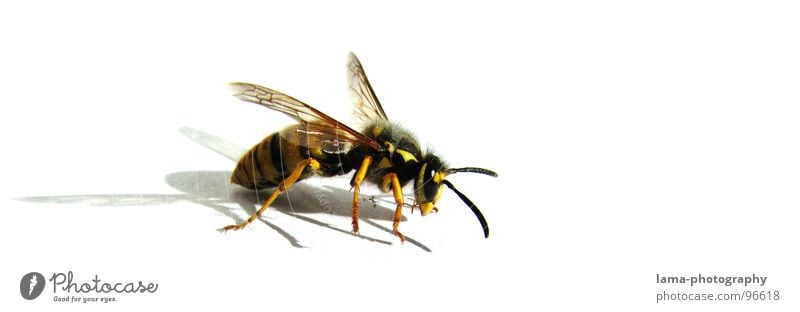 struggle for survival Summer Animal Warmth Bee Wing Wasps Flying Threat Yellow Exhaustion Dangerous Insect Feeler Attack Aggressive Striped Pierce Poison vespe