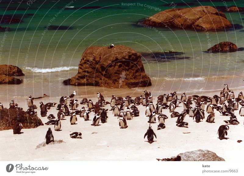 Jackass Penguins Animal Beach South Africa Ocean Boulders Beach Rock