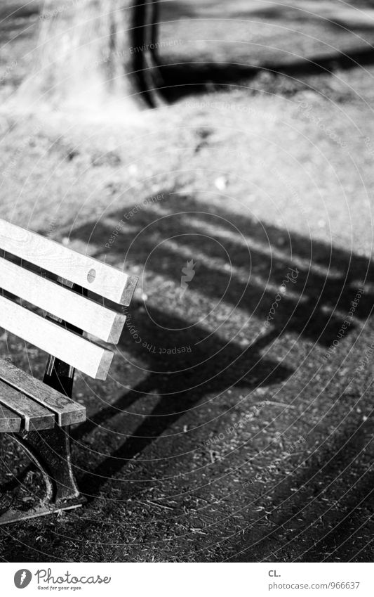 Long shadows Environment Nature Beautiful weather Tree Grass Park Meadow Bench Tree trunk Sit Break Calm Black & white photo Exterior shot Deserted Day Light