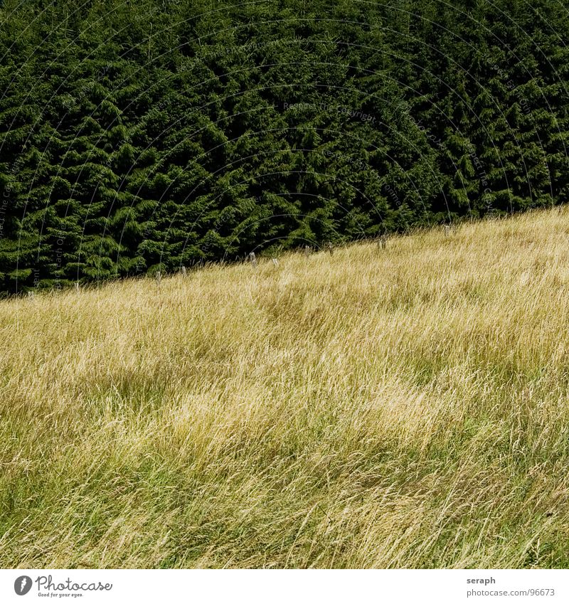 Grassland Meadow Field Fence Pole Barrier Fir tree Tree Coniferous trees Slope Hill Diagonal Forest Structures and shapes Rural Environment Nature Landscape