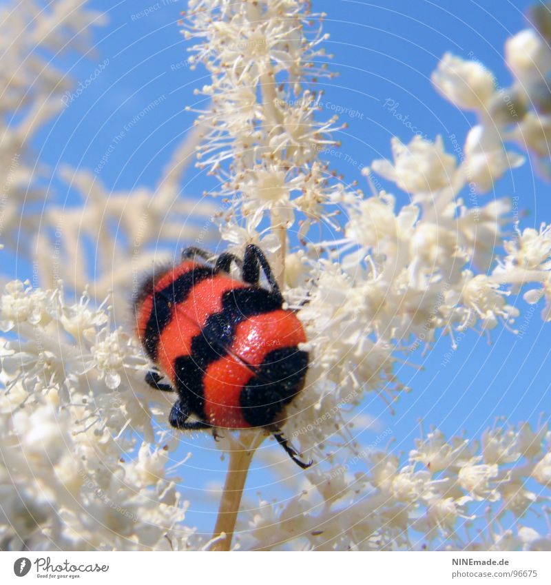 Cross-strips make you fat! Red Black White Sky blue Leg of a beetle Disheveled Blossom Plant Insect Crawl Summer Beautiful weather Bushes Striped Insulted Cute
