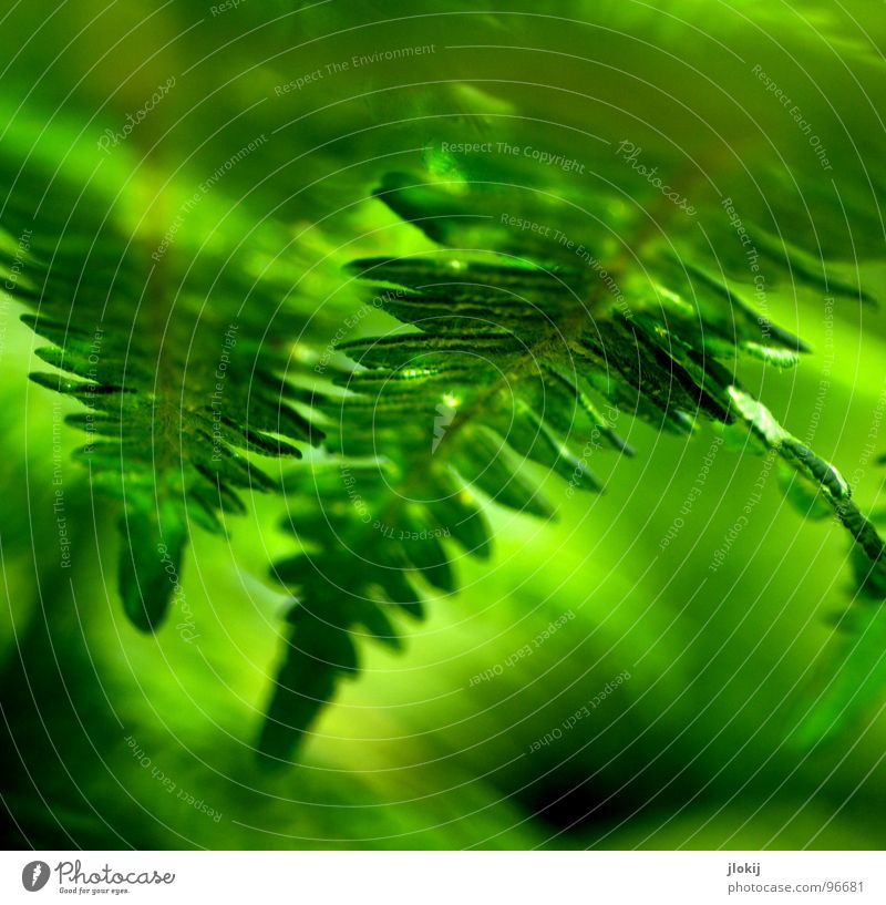 fern vision Plant Green Shadow Damp Dark Biology Growth Pteridopsida Spore Spring Touch Delicate Soft Blur Light Nature wag witchweed Smooth Contrast Reflection