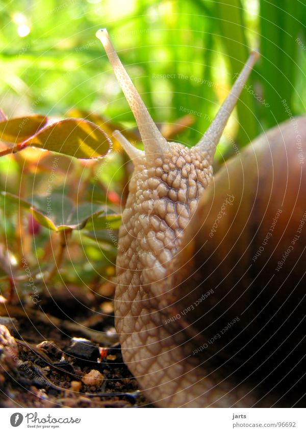 Off to the sun Vineyard snail Clover Summer Grass Light Snail shell Flower Flowerbed Garden plot Macro (Extreme close-up) Close-up Park Lanes & trails