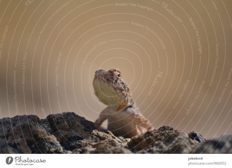 Yoo-hoo Rock Desert Wild animal Chameleon Reptiles Saurians Reptile eye Curiosity Vantage point Jaw Hide Scales Motionless Watchfulness Colour photo Deserted