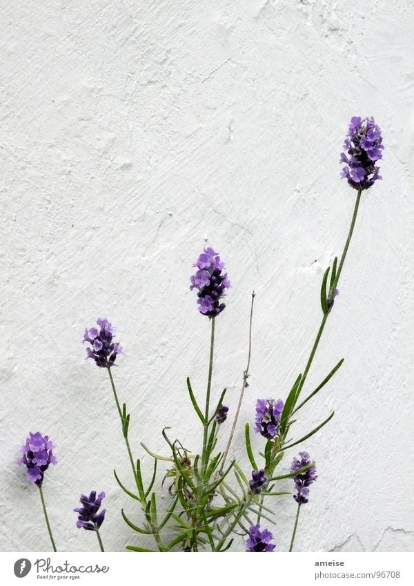 Moth poison (2nd part) Lavender Plant Green Balcony Wall (building) Plaster Flat (apartment) Beautiful Landscape Macro (Extreme close-up) Close-up