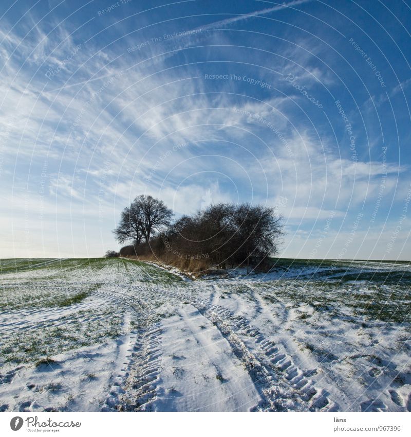 insularity Sky Winter Frost Snow Tracks Nature Tree