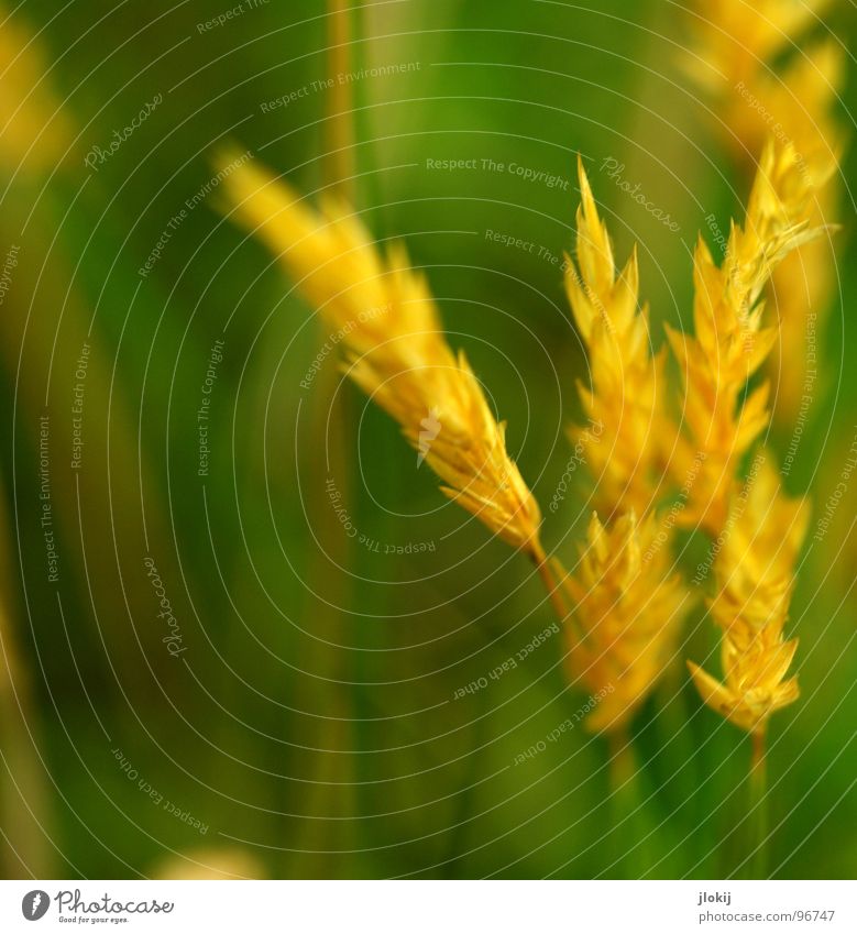 yellow gold Grass Green Stalk Ear of corn Yellow Growth Plant Spring Judder Glimmer Meadow Field Pollen panic Gold Lamp Nature Blossoming Fragrance wag Wind