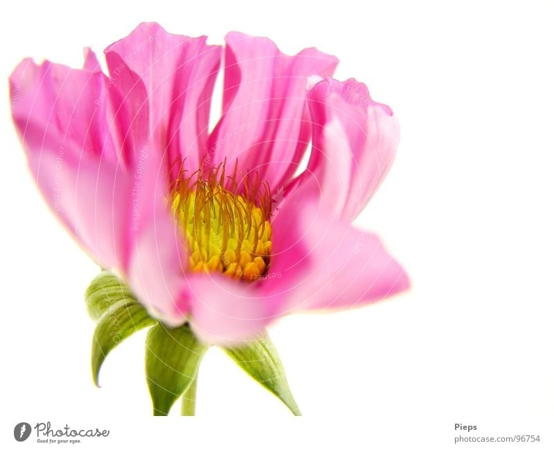 White background with blossoming cosmea (2) Colour photo Interior shot Macro (Extreme close-up) Neutral Background Summer Nature Plant Flower Blossom Blossoming