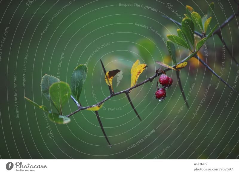 wet thorns Plant Water Drops of water Autumn Weather Bad weather Rain Bushes Wet Yellow Green Red Prickly bush Berries Barberry Colour photo Exterior shot