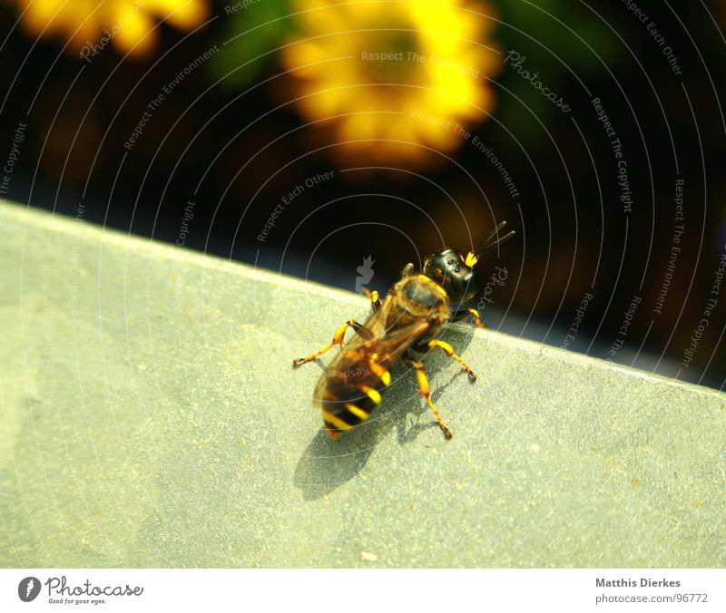 launch Bee Blossom Insect Pierce Wasps Hornet Sprinkle Propagation Balcony Plant Summer Near Glimmer Blur Beginning Flying Poison Macro (Extreme close-up)