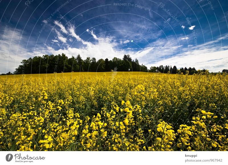 spring Environment Nature Landscape Plant Sky Clouds Sun Sunlight Spring Weather Beautiful weather Warmth Tree Flower Leaf Blossom Agricultural crop Canola