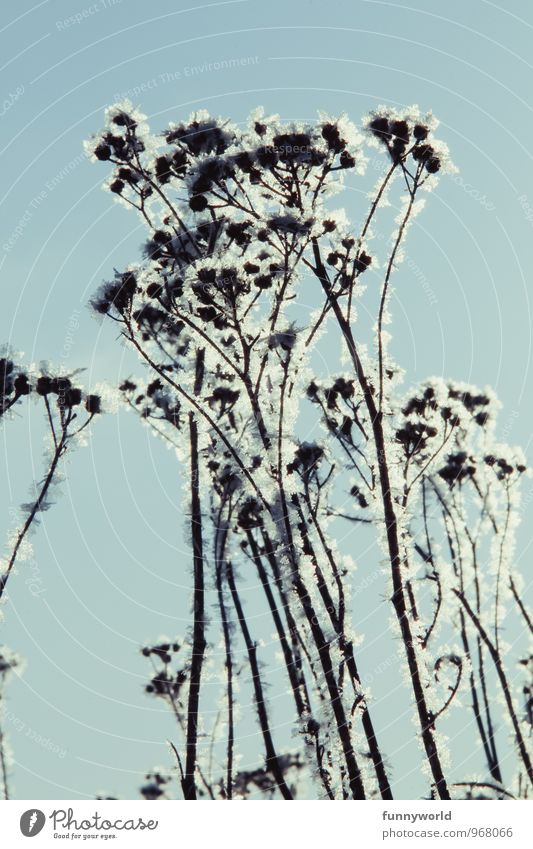 Winter knot II Environment Nature Plant Sky Cloudless sky Beautiful weather Ice Frost Snow Bushes Blossom Anticipation Bizarre Elegant Climate Pure Transience