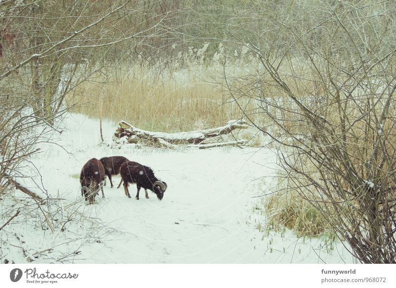 feeding place Plant Animal Winter Ice Frost Snow Park Farm animal sow sheep domestic Group of animals Eating Foraging Appetite To feed Rixdorfer Pond hasenheide