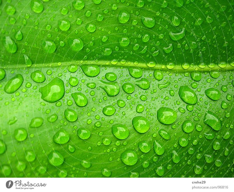 sparging Green Leaf Palm tree Drops of water Palm frond Wet Damp Summer plant Water Thirst Cast Rain