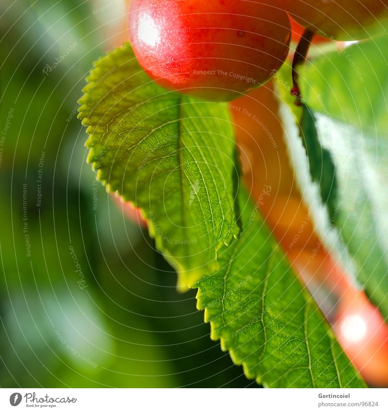 Cherry, cherry. Food Fruit Nutrition Summer Nature Tree Leaf Agricultural crop Sweet Mature Harvest Colour photo Exterior shot Copy Space left Reflection