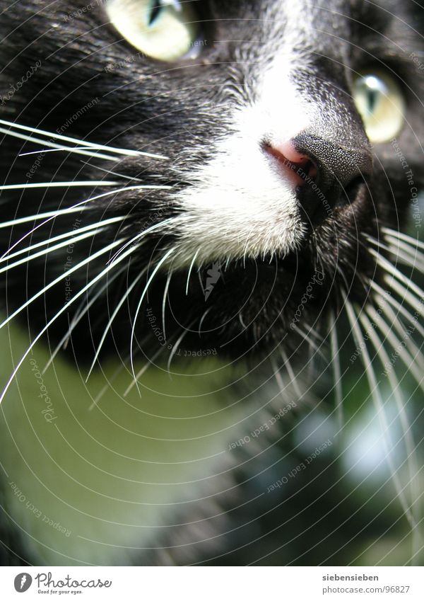 three times black tomcat Cat Pet Animal Pelt Fur-bearing animal Domestic cat Moustache Close-up Observe Mammal Macro (Extreme close-up) Eyes Hair and hairstyles