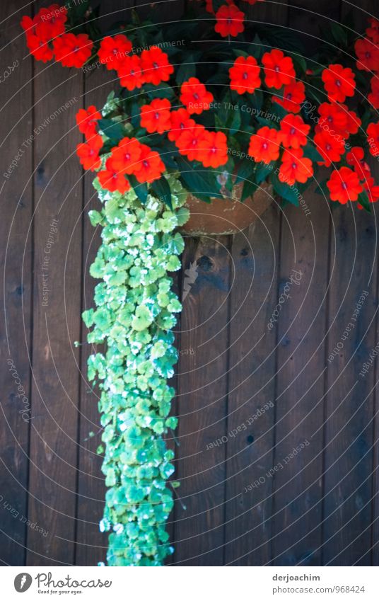 Red and green, red and green flowers on a door. Decoration in the Franconian country. Joy Well-being Trip Hiking Flower Plant Summer Blossom Foliage plant