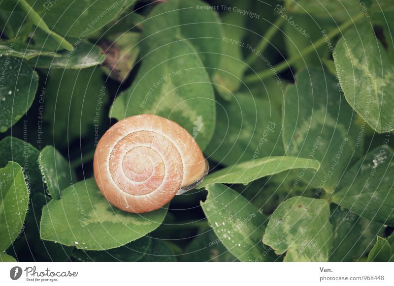House in the green Nature Plant Autumn Leaf Clover Animal Snail Snail shell 1 Small Green Orange Dew Colour photo Multicoloured Exterior shot Close-up Deserted