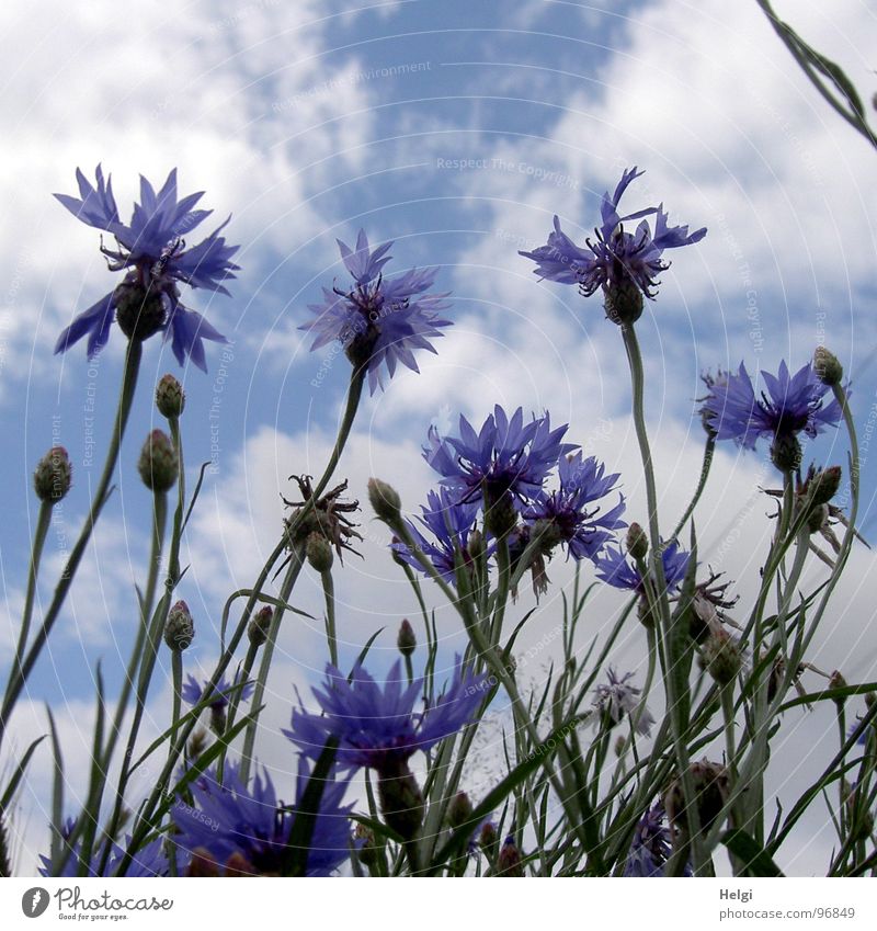Blossoms and buds of cornflowers in front of blue sky with clouds Cornflower Flower Blossoming Stalk Green Blossom leave Clouds Roadside Field White Summer July