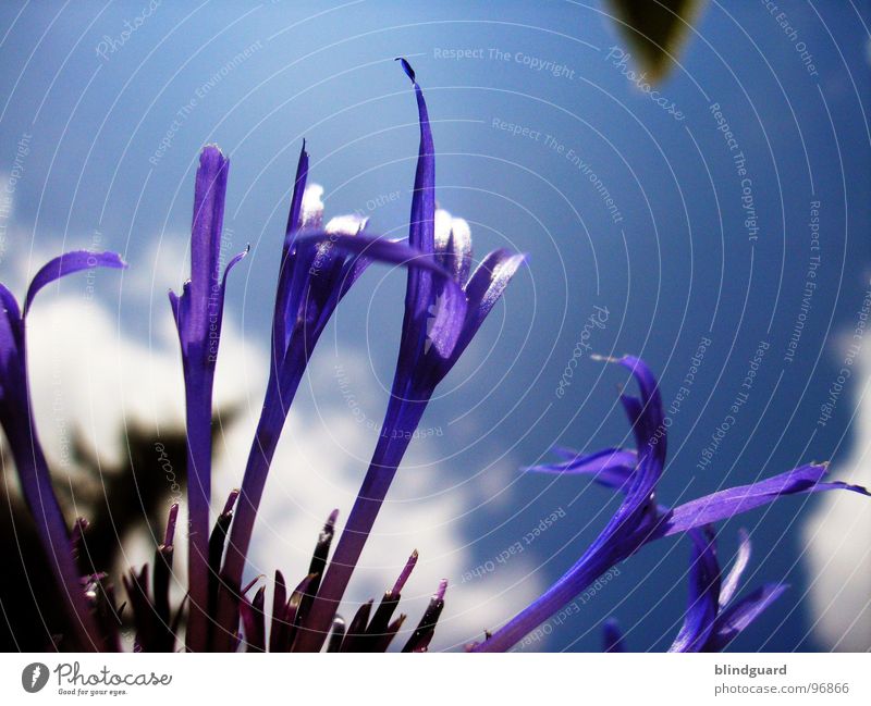 Violet Leafs Clouds Plant Blossom Summer Esthetic Knapweed Daisy Family Ornamental plant Spring Macro (Extreme close-up) Close-up Sky Shadow Graceful Beautiful