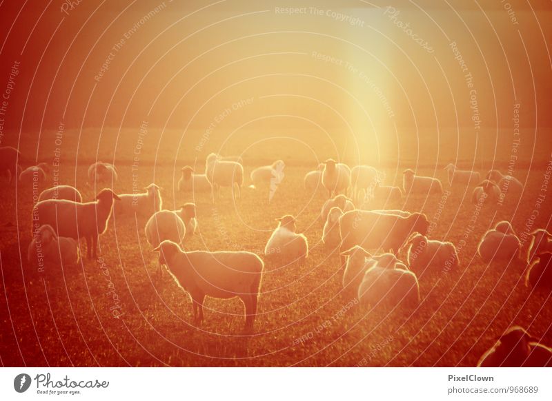 sheep Vacation & Travel Tourism Agriculture Forestry Nature Landscape Meadow Field Animal Farm animal Group of animals Herd Observe To feed Orange White