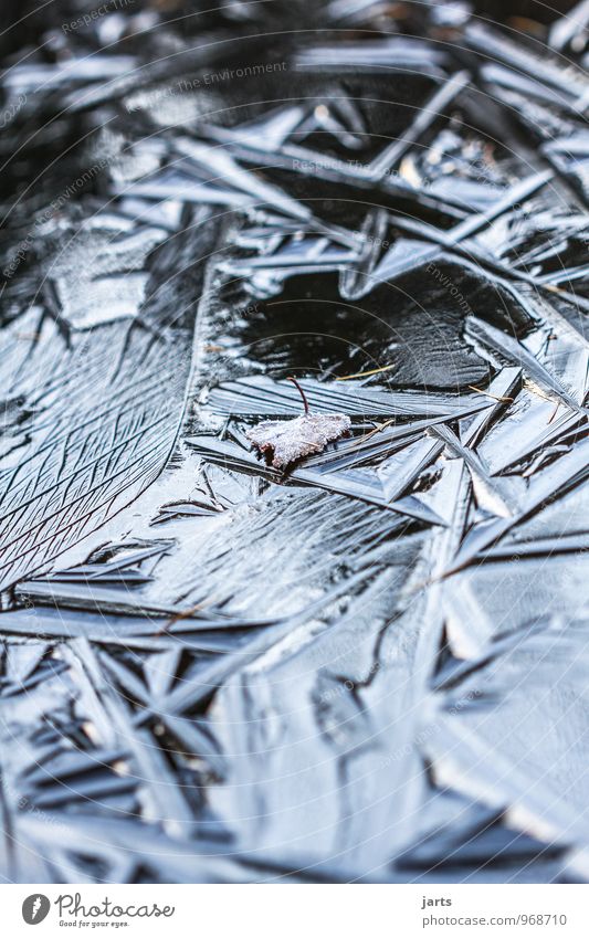 ice Water Winter Ice Frost Leaf Lake Fresh Glittering Cold Nature Colour photo Exterior shot Copy Space left Copy Space right Copy Space top Copy Space bottom