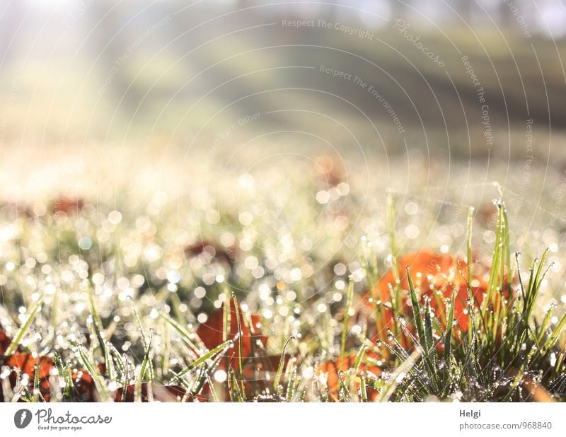 A thousand bright moments. Environment Nature Landscape Plant Drops of water Autumn Beautiful weather Grass Leaf Meadow Glittering Illuminate Growth Esthetic
