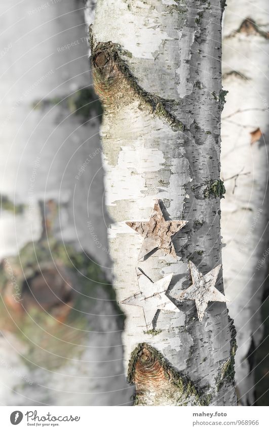 star tree Christmas & Advent Nature Tree Forest Natural Thin Tree trunk Birch tree Birch wood Tree bark colors Background picture Year Seasons Deciduous tree