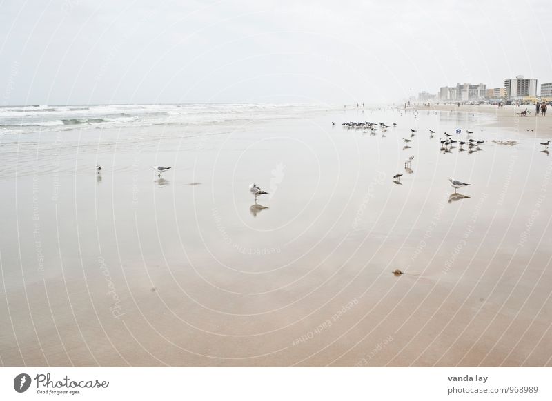 Daytona Vacation & Travel Far-off places Summer Summer vacation Beach Ocean Daytona Beach Florida USA Waves Coast Animal Seagull Group of animals Flock Free