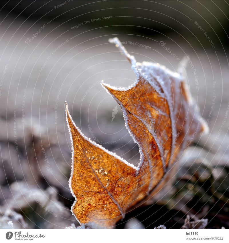 hoarfrost Plant Air Sun Sunrise Sunset Sunlight Winter Ice Frost Bushes Leaf Garden Park Glittering Illuminate Sharp-edged Elegant pretty Cold naturally Brown