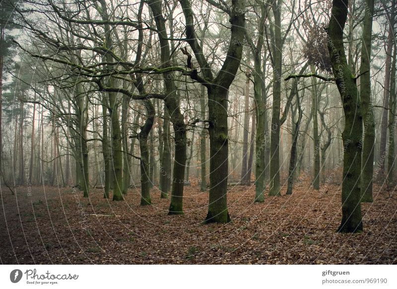 winter forest Environment Nature Landscape Autumn Winter Plant Tree Leaf Forest Dark Creepy Gloomy Apocalyptic sentiment Transience Lose Deciduous tree Sparse