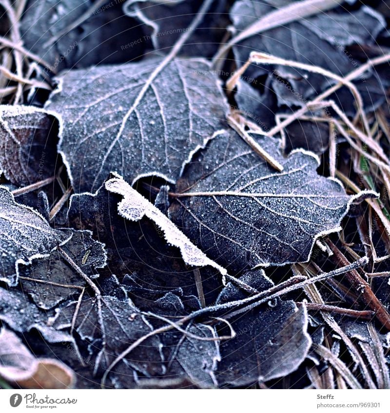 ground frost Frost frosty cold snap chill Freeze winter cold bitter Cold Winter mood Nostalgia Cold shock onset of winter Transience fallen leaves freezing cold