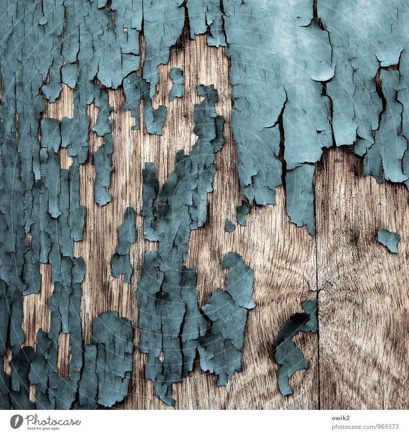 contemporary witnesses Wood To dry up Old Trashy Ravages of time Derelict Part Dye Turquoise Gray-blue Wood grain Flake off Copy Space Layer of paint Loosen