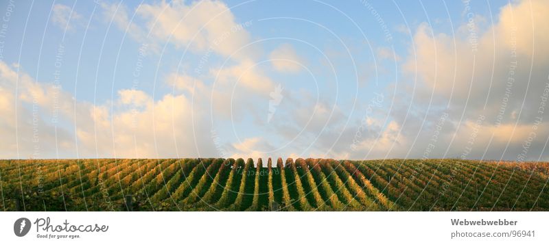 vineyards Geometry Vanishing point Vineyard Bunch of grapes Sunset Horizon Grape harvest Clouds Concentric Sky Line Railroad