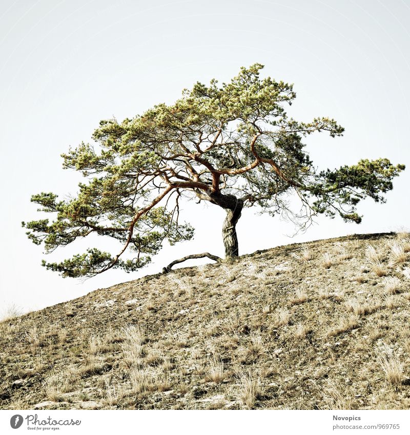 Pinus sylvestris Nature Landscape Sand Cloudless sky Tree Grass Hill Wood Old Firm Hot Bright Blue Brown Green White Loneliness Environmental protection Jawbone