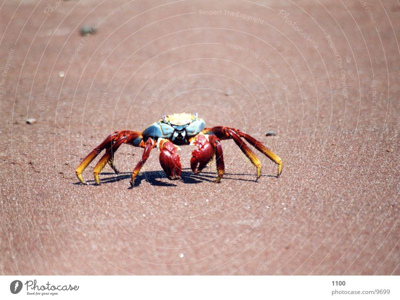 crayfish Animal Seafood Ocean Beach Galapagos islands Vacation & Travel Analog Sandy beach Crustacean South America Shellfish Marine animal Water nimble Bowl
