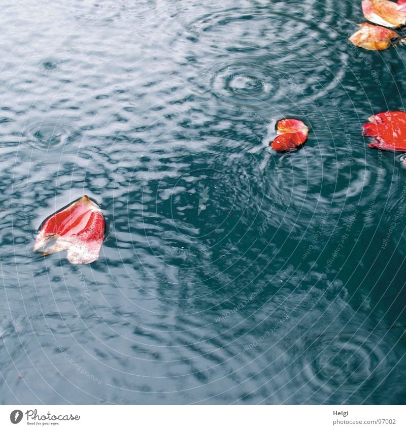 red rose petals swim in a puddle when it rains Wet Flower Blossom Blossom leave Rose Rose leaves Rain Red White To fall Puddle Reflection Circle Transience