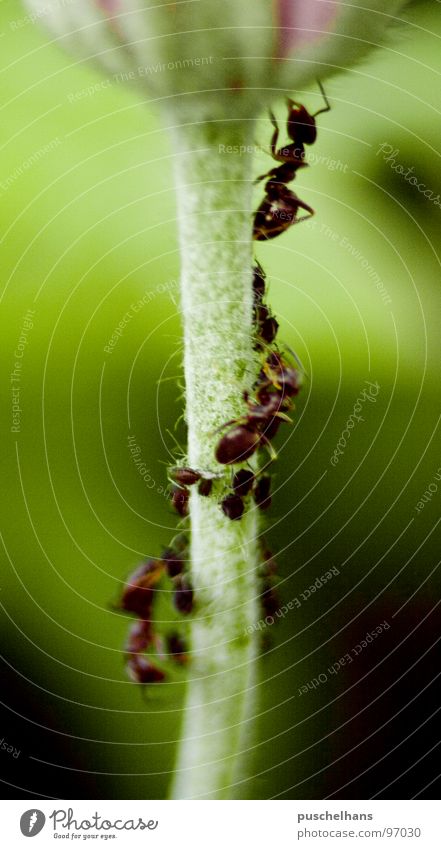 "Up the ladder!" Ant Flower Blossom Stalk Animal Insect Green Middle Fuzz Ascending Crawl Macro (Extreme close-up) Close-up Bud Structures and shapes Contrast