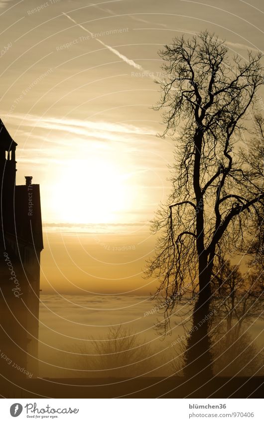 retro when there were fairy tales and legends... Nature Sunrise Sunset Fog Tree Castle Wall (barrier) Wall (building) Old Mystic Fairytale castle Clouds