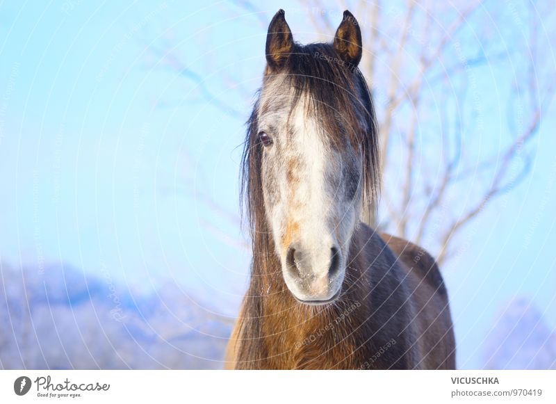Young horse with hoarfrost on the nose Nature Landscape Animal Sky Winter Beautiful weather Park Pet Farm animal Horse 1 Gray (horse) Arabien Thoroughbred