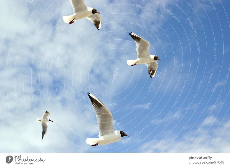 Fly up to the sky III Seagull Bird Air Hover Summer Lake Ocean Coast Vacation & Travel White Brown Relaxation Beach Clouds Colour Guide Legs Worm's-eye view