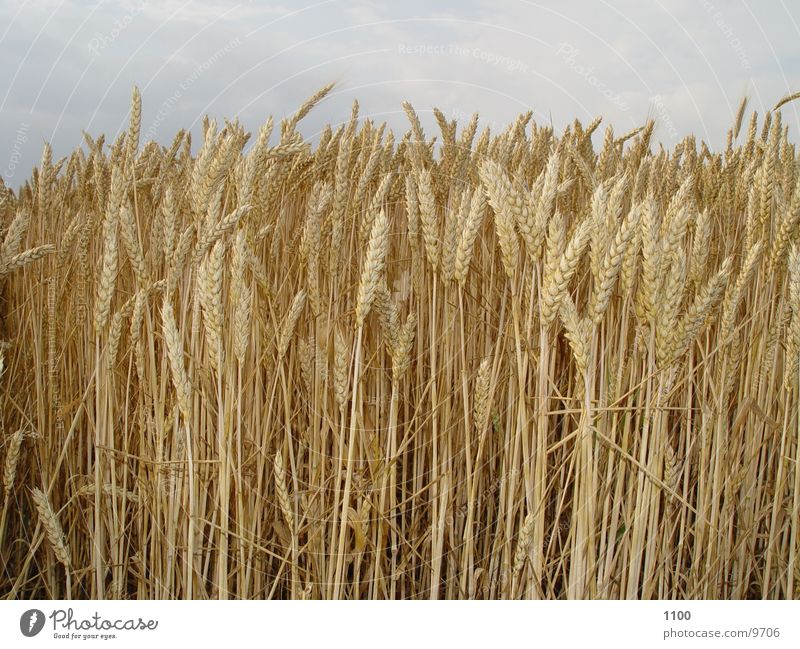 wheat field Wheatfield Field Grain Sky
