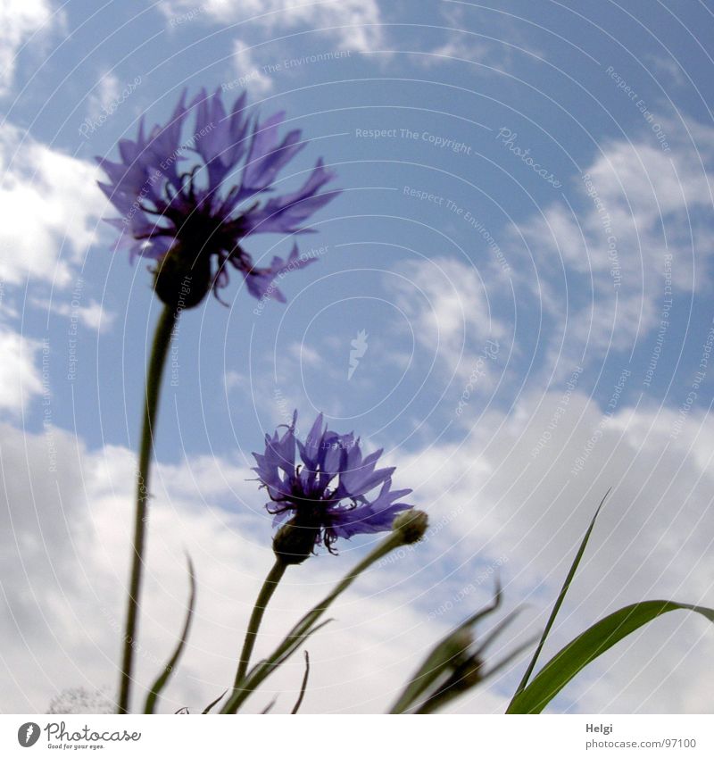 Cornflowers III Flower Blossom Blossom leave Stalk Blade of grass Green Clouds White Summer July Blossoming Towering Field Roadside Summery Delicate Blue Sky