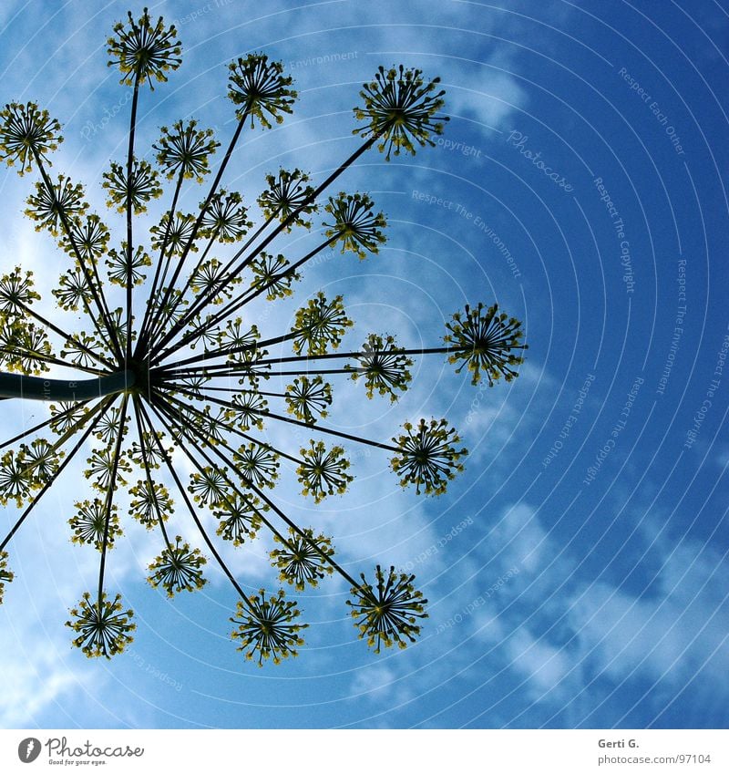 umbles ² Sky blue Umbellifer Apiaceae Blossom Flower Plant Yellow Stalk Worm's-eye view Clouds Dill Umbrella Blue bright blue Nature Perspective Spokes