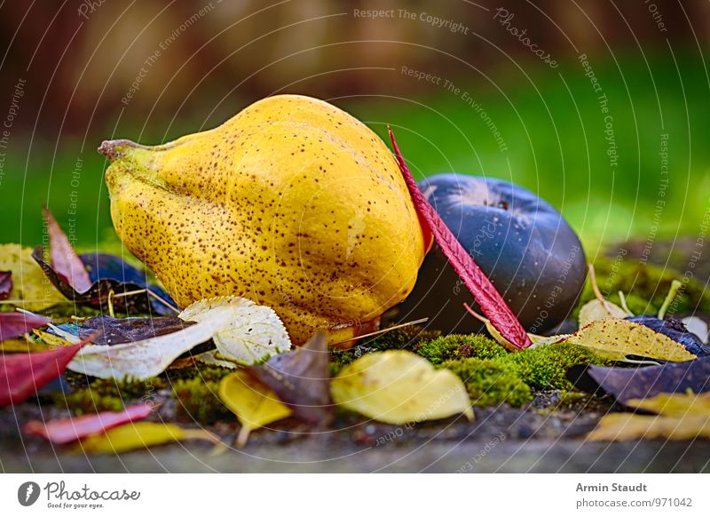 Still Life - Autumn - Fruit Food Quince Pear Apple Nutrition Lifestyle Healthy Nature Beautiful weather Leaf Tree stump Moss Autumn leaves Garden Meadow Lie