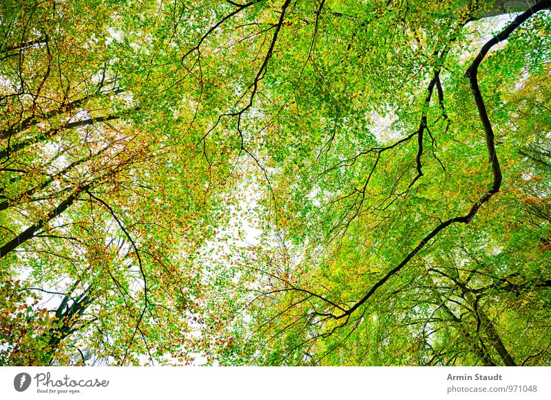 Autumn - Forest Nature Sunlight Tree Beech wood Beech tree Faded To dry up Growth Esthetic Authentic Exceptional Fantastic Far-off places Fresh Large Natural